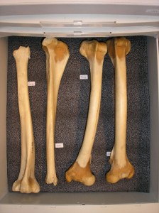 p61400391