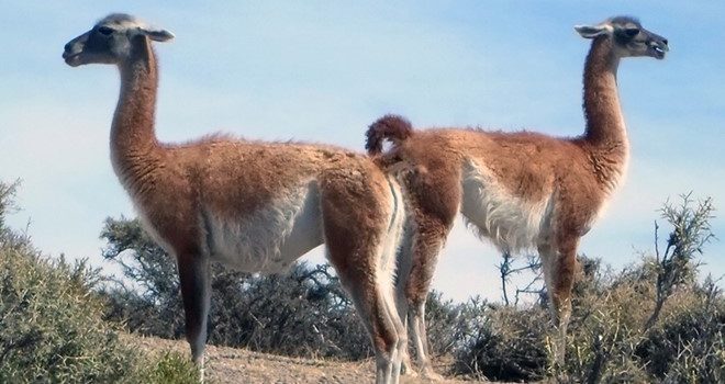 Charla: “La forma y el tamaño de los huesos nos hablan de los animales del pasado: la morfometría geométrica aplicada a preguntas de la zooarqueología” a cargo de la especialista Anahí Hernández Charla: “La forma y el tamaño de los huesos nos hablan de los animales del pasado: la morfometría geométrica aplicada a preguntas de la zooarqueología” a cargo de la especialista Anahí Hernández