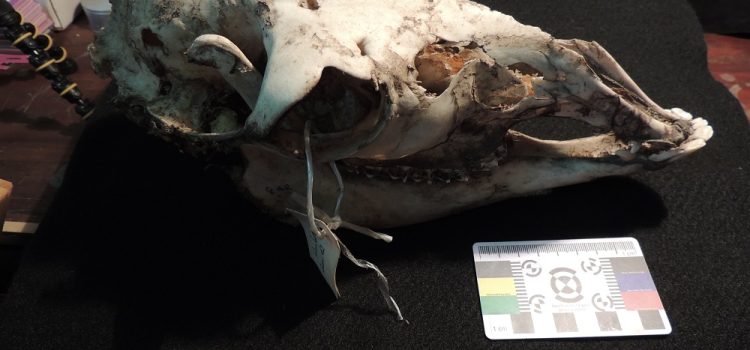 Colaboración entre el Museo de Zoología de la Universidad Nacional de Córdoba y el LaZTA Colaboración entre el Museo de Zoología de la Universidad Nacional de Córdoba y el LaZTA